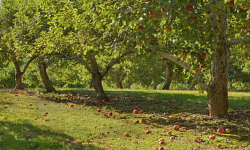 Картинка природа деревья солнечно яблони яблоки сад