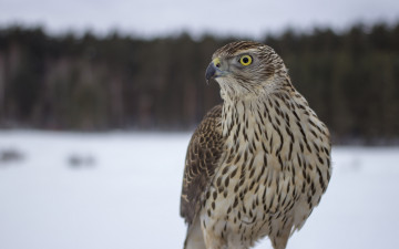 Картинка животные птицы+-+хищники клюв взгляд глаз