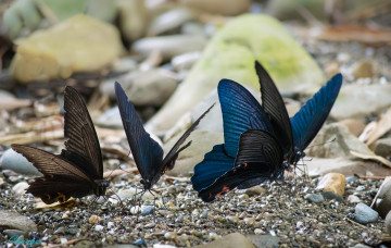 Картинка животные бабочки