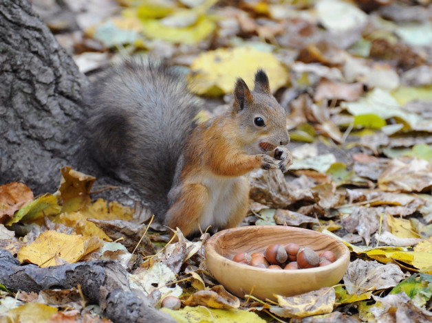 Обои картинки фото животные, белки, осень, орешки, белка, корзина