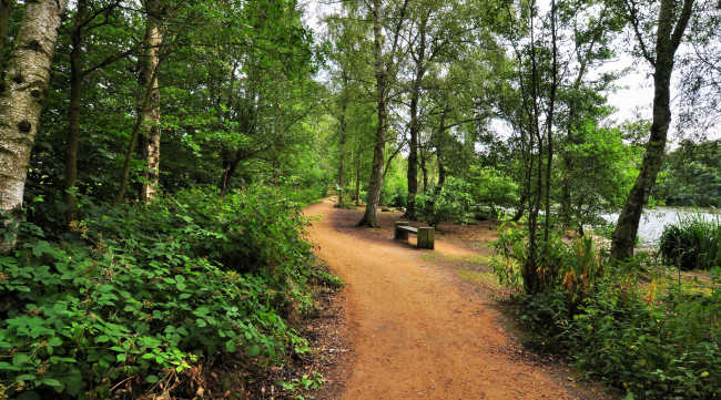 Обои картинки фото природа, дороги, тропинка, лес, река