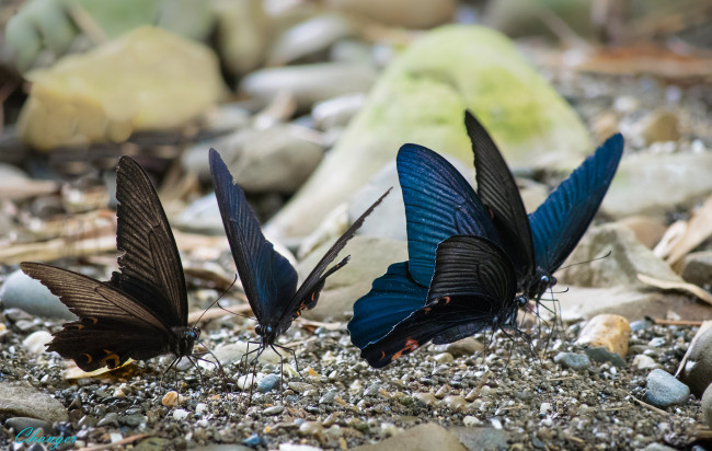 Обои картинки фото животные, бабочки