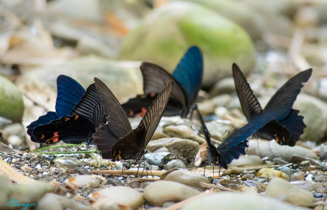 Обои картинки фото животные, бабочки