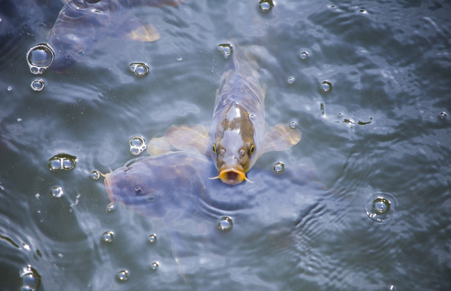 Обои картинки фото животные, рыбы, вода, карп