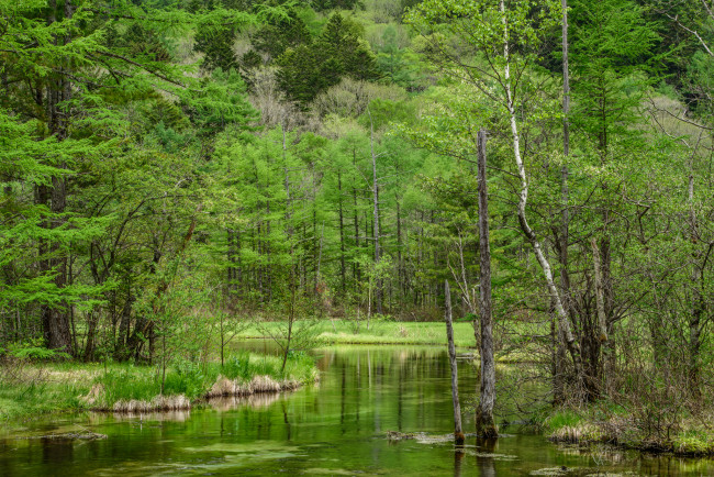 Обои картинки фото природа, реки, озера, река, лес