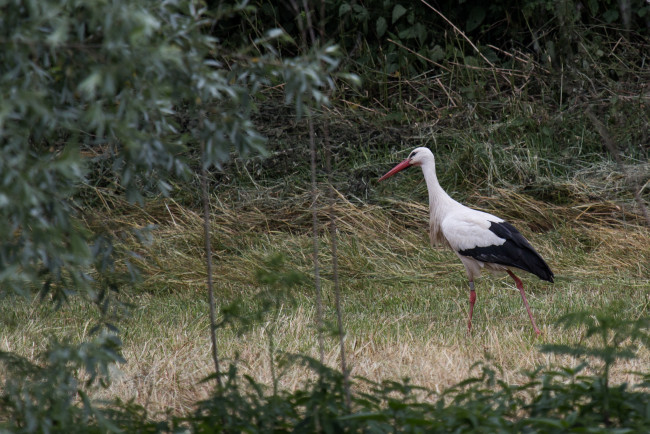 Обои картинки фото животные, аисты, аист