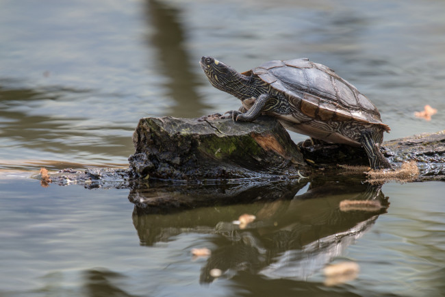 Обои картинки фото животные, Черепахи, черепаха, кочка, пруд