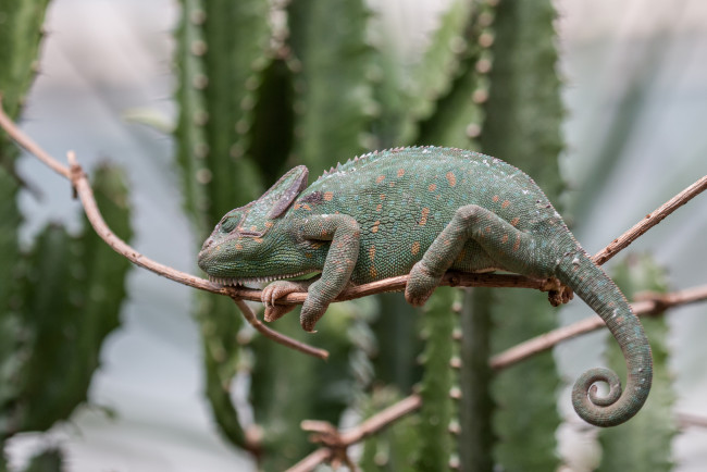 Обои картинки фото животные, хамелеоны, хамелеон, ветка