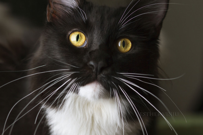 Обои картинки фото животные, коты, киса, чёрно-белый, кот