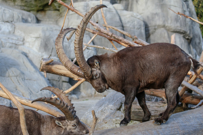 Обои картинки фото животные, козы, козлы, рога, горные, скалы