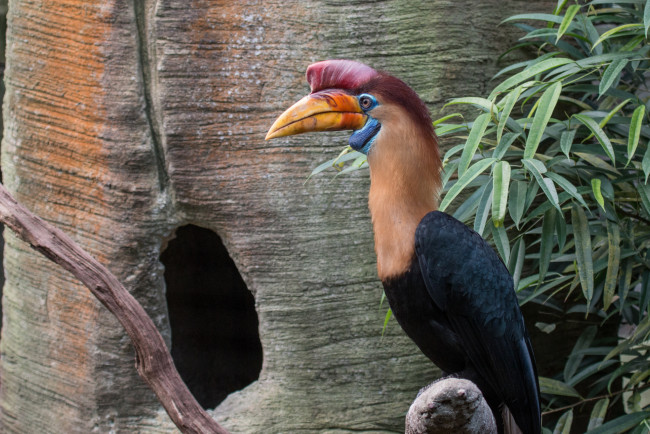 Обои картинки фото животные, птицы, птица, носорог