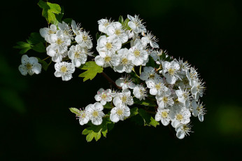 Картинка цветы цветущие+деревья+ +кустарники ветка цветки