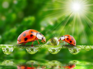 Картинка животные божьи+коровки лучи солнца природа зелень вода капли травинка божьи коровки