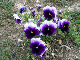 Картинка цветы анютины+глазки+ садовые+фиалки двухцветные