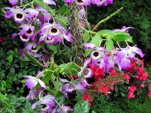 Картинка цветы орхидеи экзотика