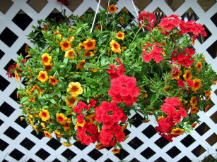 Картинка цветы разные+вместе калибрахоа