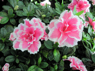 Картинка цветы рододендроны+ азалии азалия бутоны