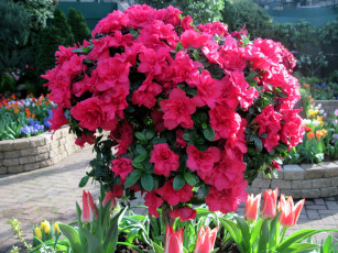 Картинка цветы рододендроны+ азалии азалия куст