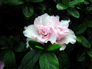 Картинка цветы рододендроны+ азалии азалия нежный