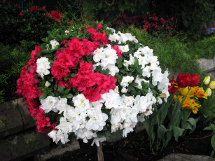 Картинка цветы рододендроны+ азалии розовый азалия белый