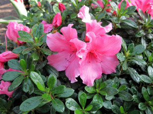 Картинка цветы рододендроны+ азалии розовый азалия