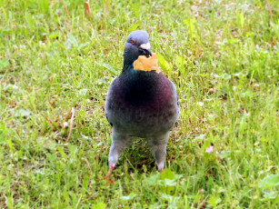 Картинка животные голуби трава лето сизарь птица