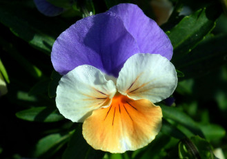 Картинка цветы анютины+глазки+ садовые+фиалки капли макро одиночка