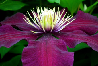 Картинка цветы клематис+ ломонос макро