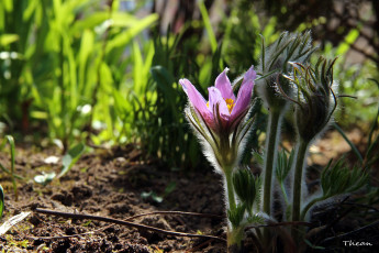 Картинка цветы анемоны +сон-трава первоцветы