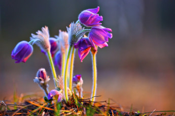 Картинка цветы анемоны +сон-трава первоцветы