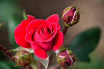 Картинка цветы розы бутоны