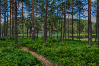 Картинка природа реки озера река лес