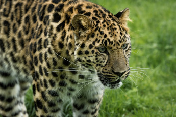 Картинка животные леопарды хищник