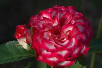 Картинка цветы розы роза лепестки макро бутон