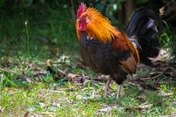 Картинка животные куры +петухи птичка