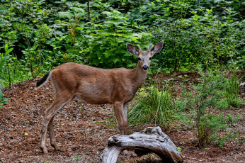 Картинка животные олени олениха
