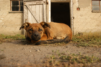 Картинка животные собаки сторож