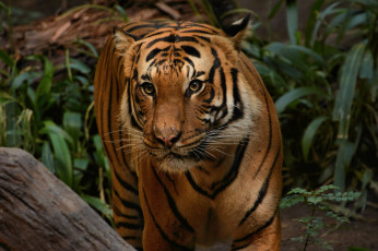 Картинка животные тигры хищник