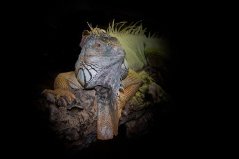 Картинка животные Ящерицы +игуаны +вараны ящерка