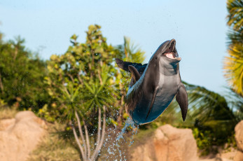 Картинка животные дельфины прыжок