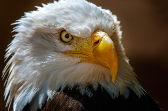 Картинка животные птицы+-+хищники птичка