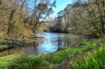 Картинка природа реки озера река лес