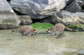 Картинка животные еноты соперники