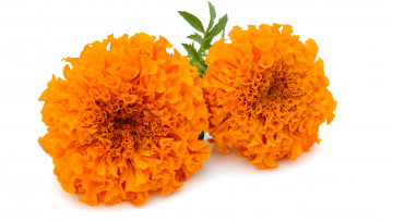 Картинка цветы бархатцы оранжевый