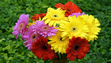 Картинка цветы герберы розовый красный желтый букет