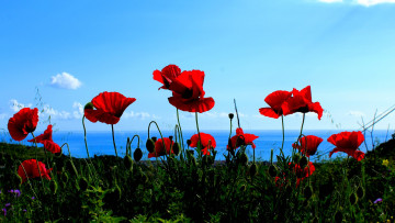 Картинка цветы маки море небо горы