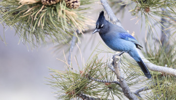 Картинка животные сойки голубая сойка птица ветки сосна