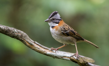 Картинка животные птицы птичка