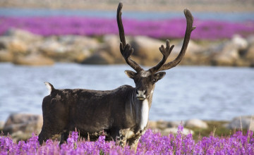 Картинка животные олени озеро луга цветы карибу северный олень