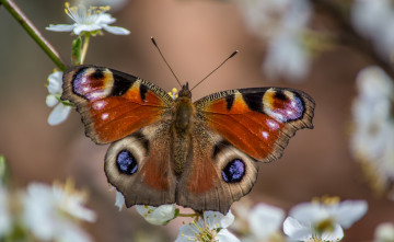 Картинка животные бабочки +мотыльки +моли бабочка